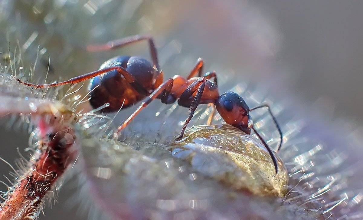 , Галина Горькавая