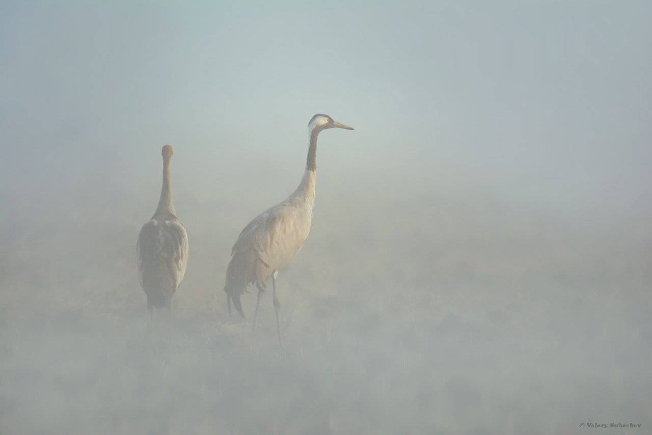 , Валерий Субачев