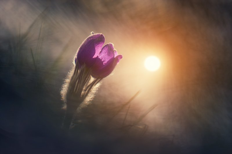 Весенние сны. фото превью