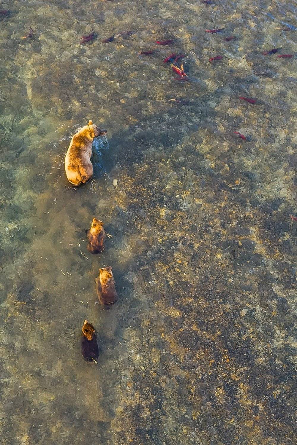 медведь, камчатка, южно-камчатский заказник, медведи камчатки, курильское озеро, река озерная, кроноцкий заповедник, камчатский край, медведица, медвежата, лосось, нерка, dji, dji mavic, Кирилл Уютнов