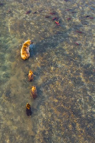 Медвежья школа. Первые уроки.