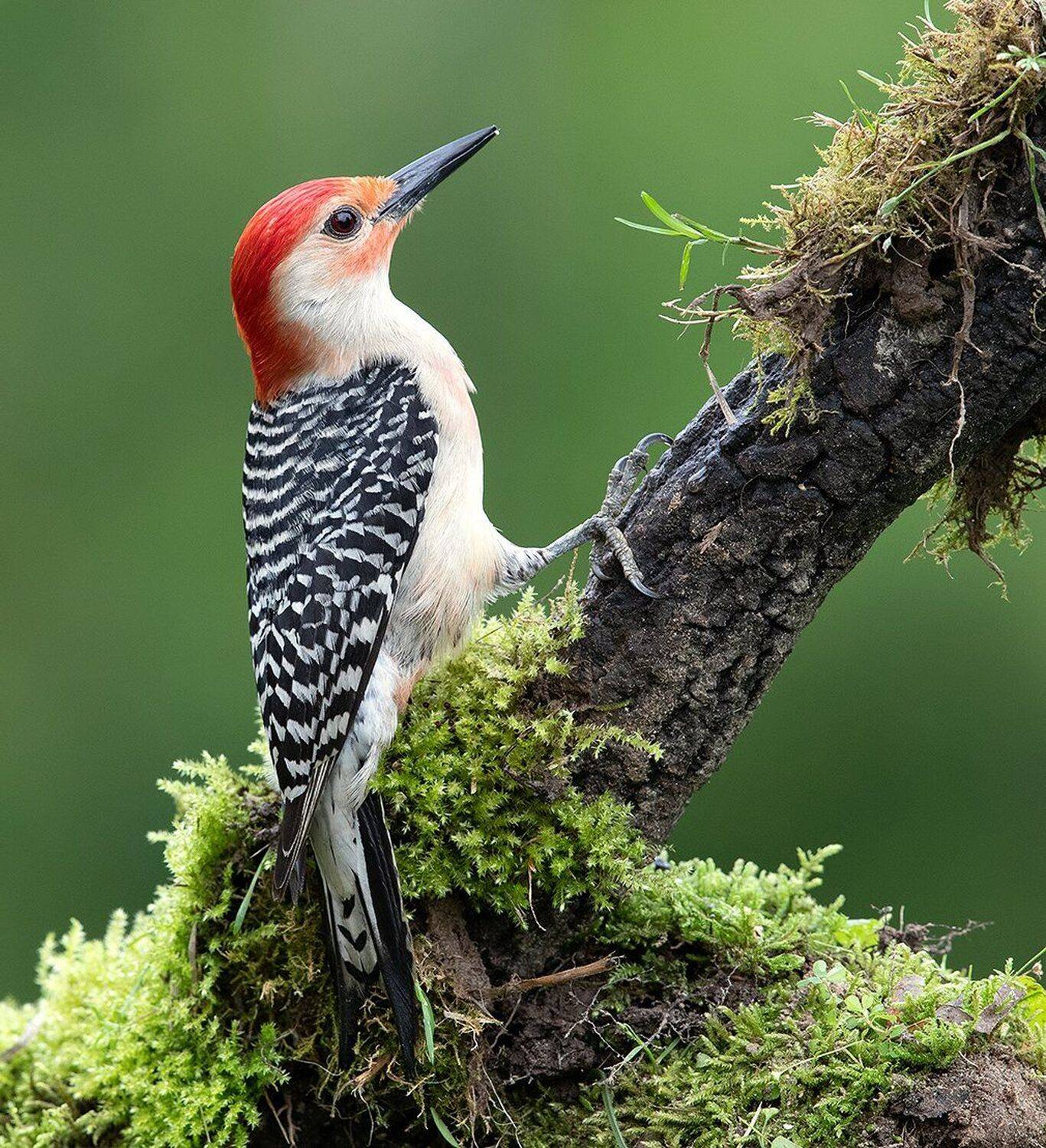 дятел, каролинский меланерпес, red-bellied woodpecker, woodpecker, Elizabeth Etkind