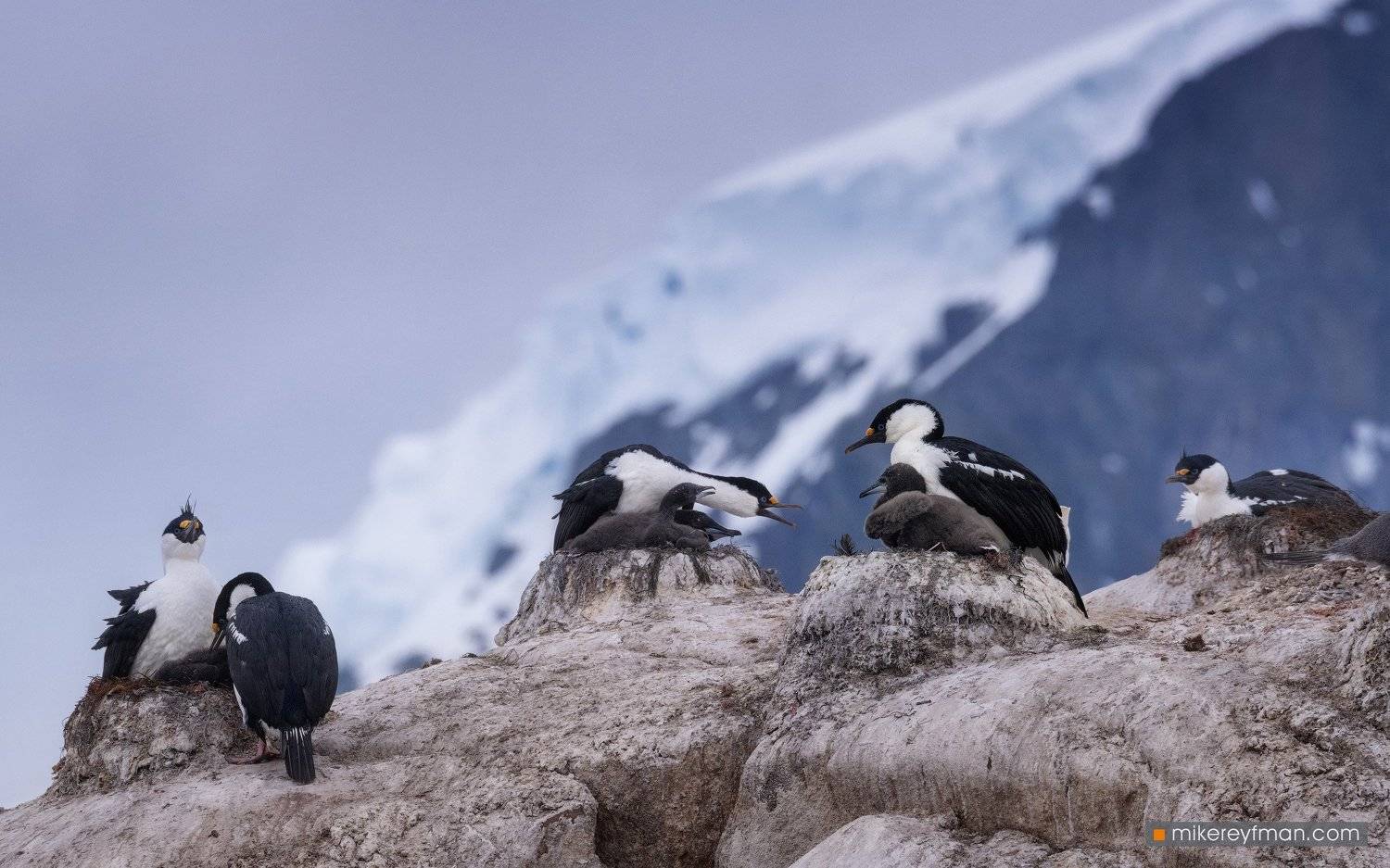 голубоглазые бакланы на гнездах, Майк Рейфман