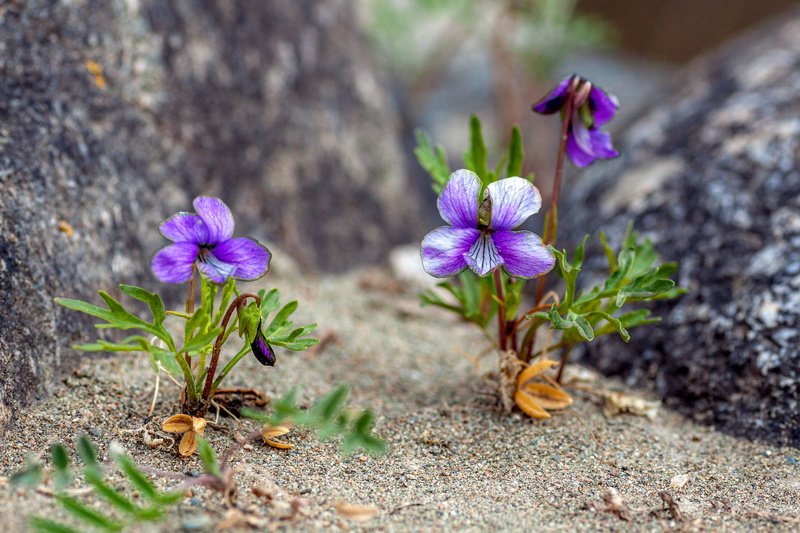 южный урал,оренбургская область, орск, новотроицк,алтай алтайский край  фото превью