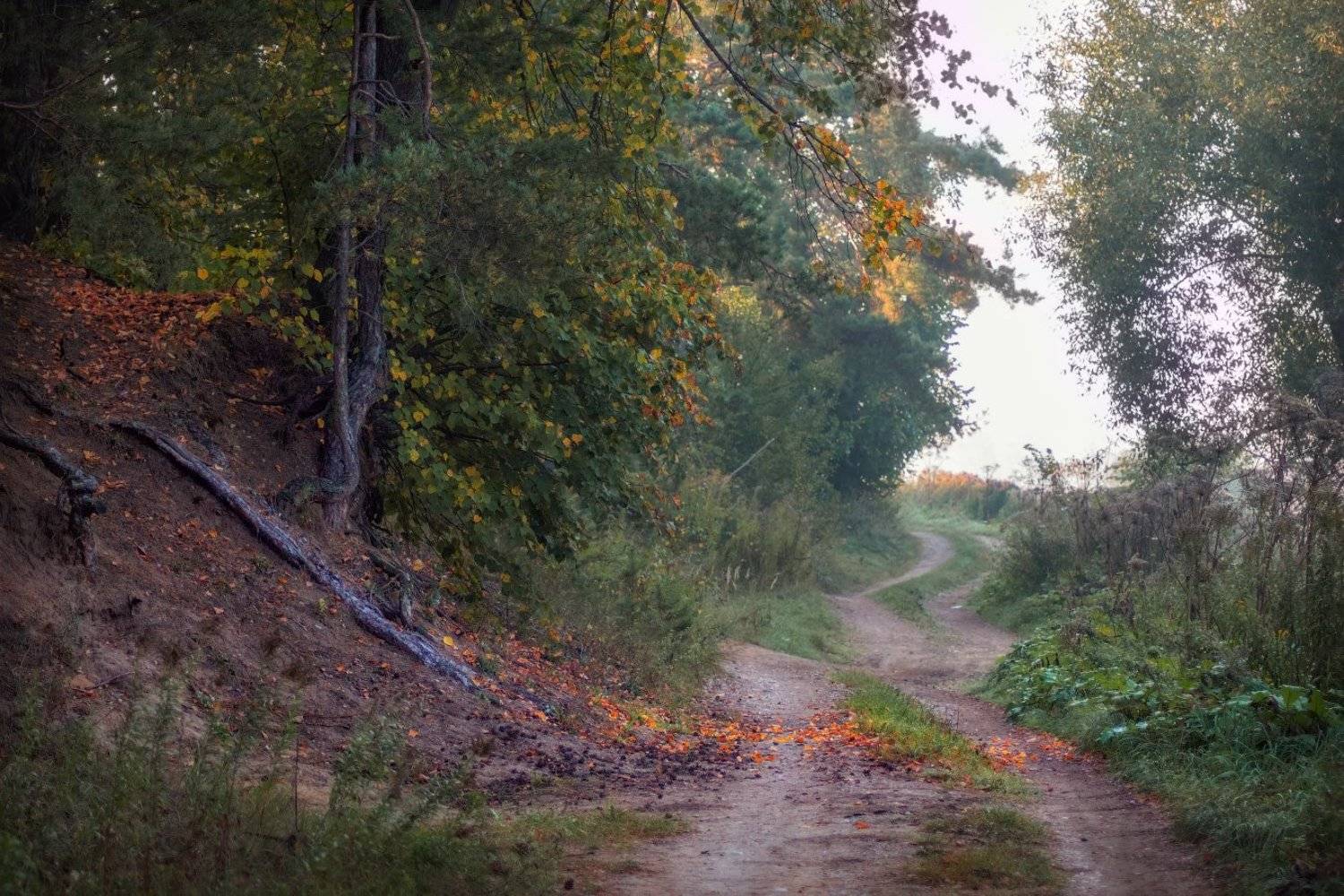 утро, осень, дорога,, Сергей Шабуневич