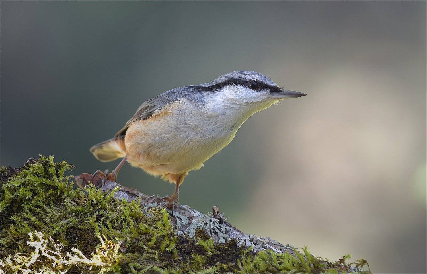 поползень, Андрей Медведев