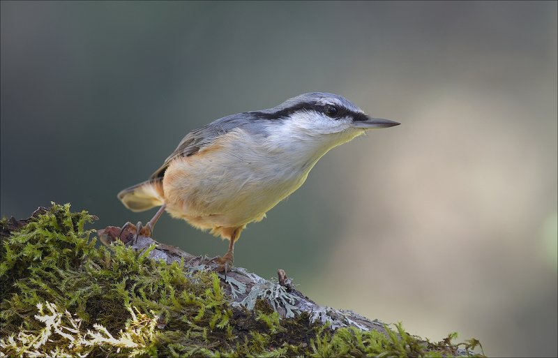 поползень *** фото превью