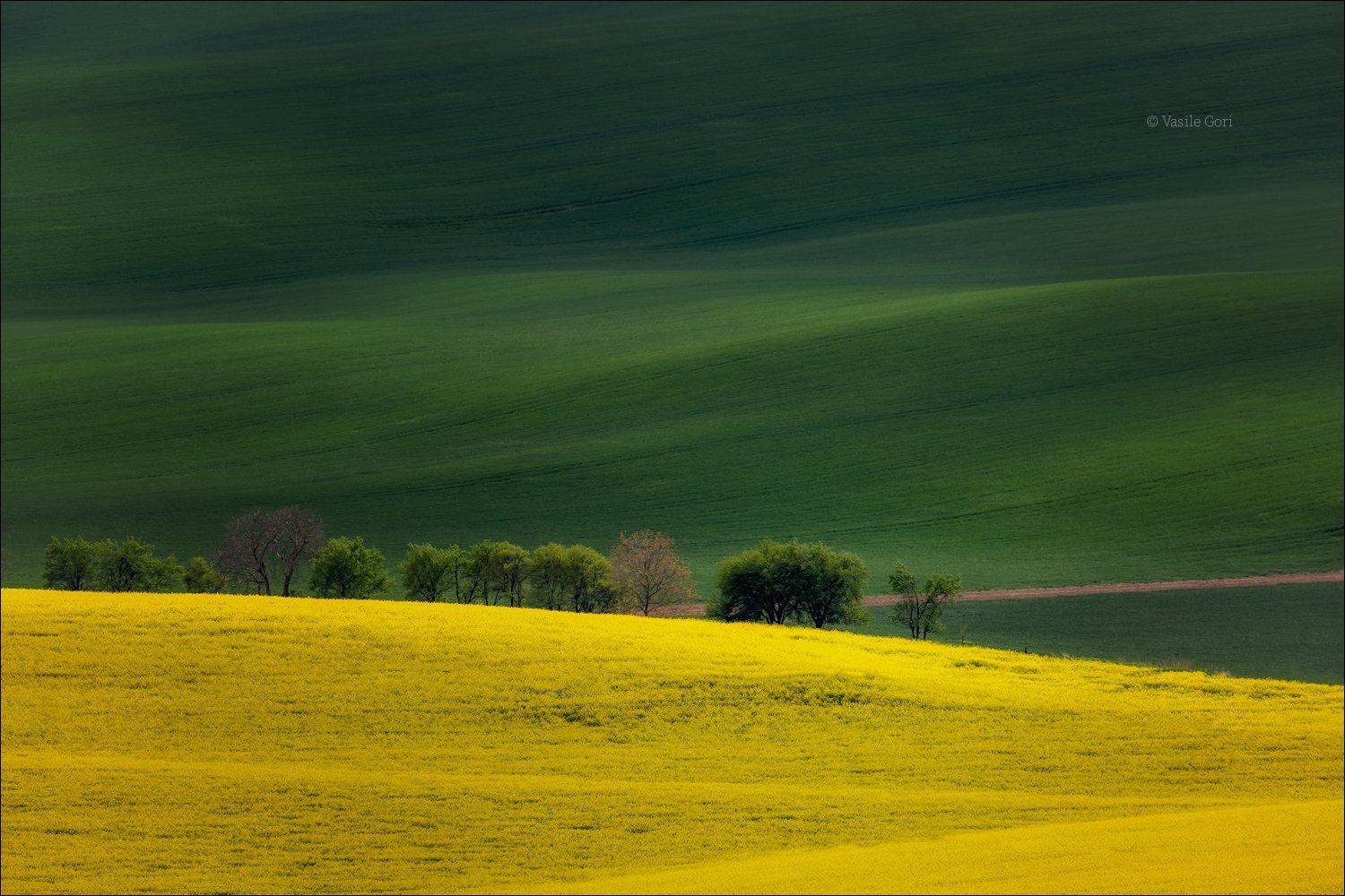 южная моравия,пейзаж,деревья,линии,south moravian,lines,свет,czech,весна,чехия,landscapes,поле,рапс, Василий Гори