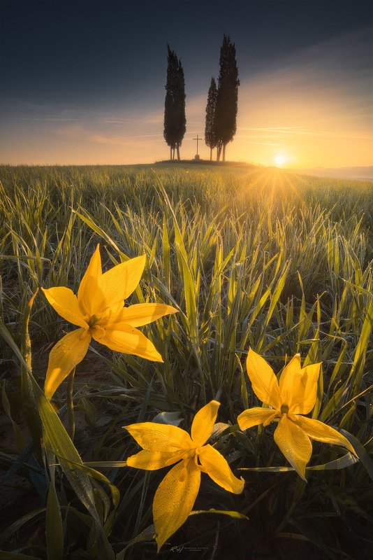 #landscape #toscana #italy #fineart #sunrise “Spring awakening” фото превью