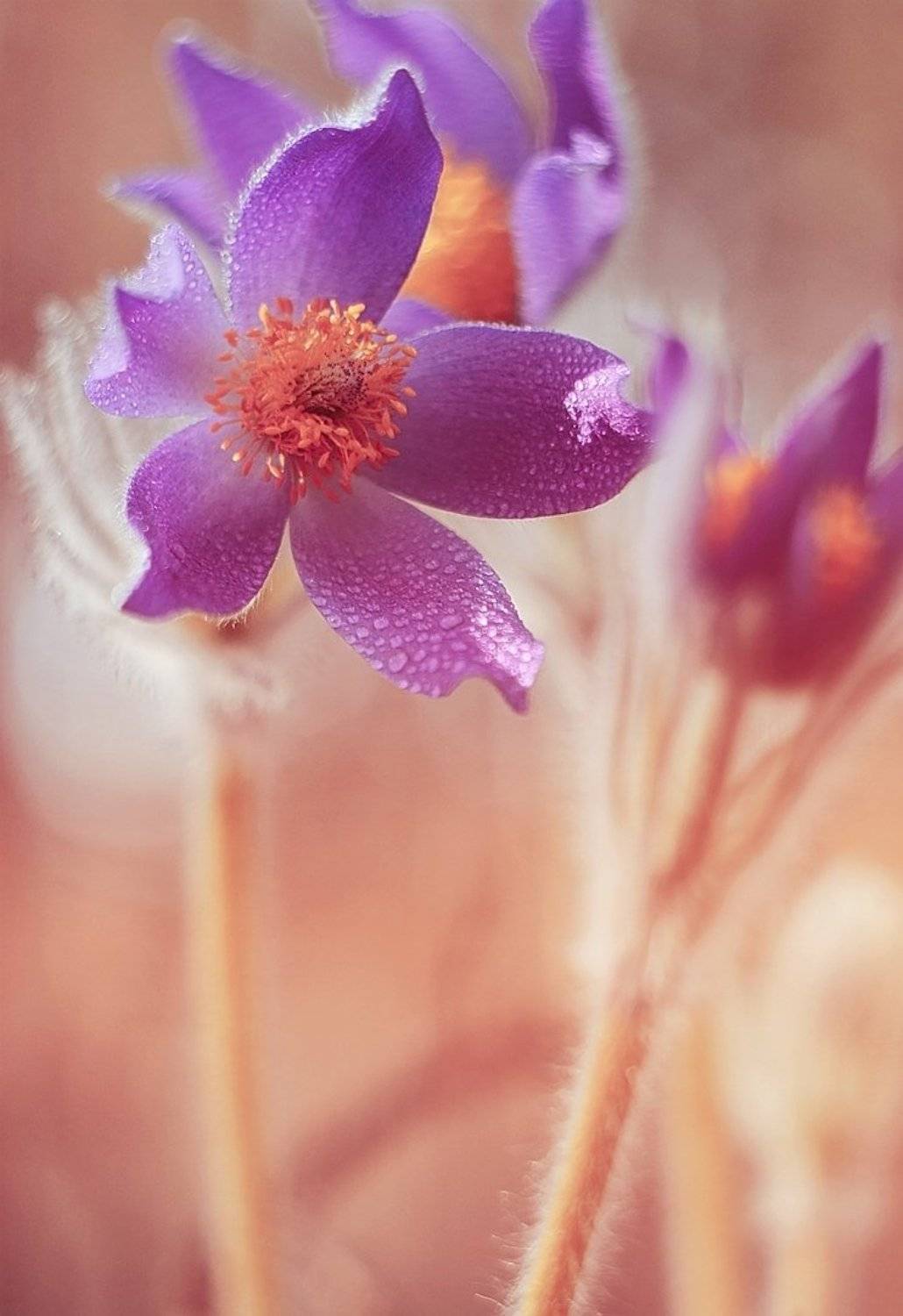 , Лапшина Владлена