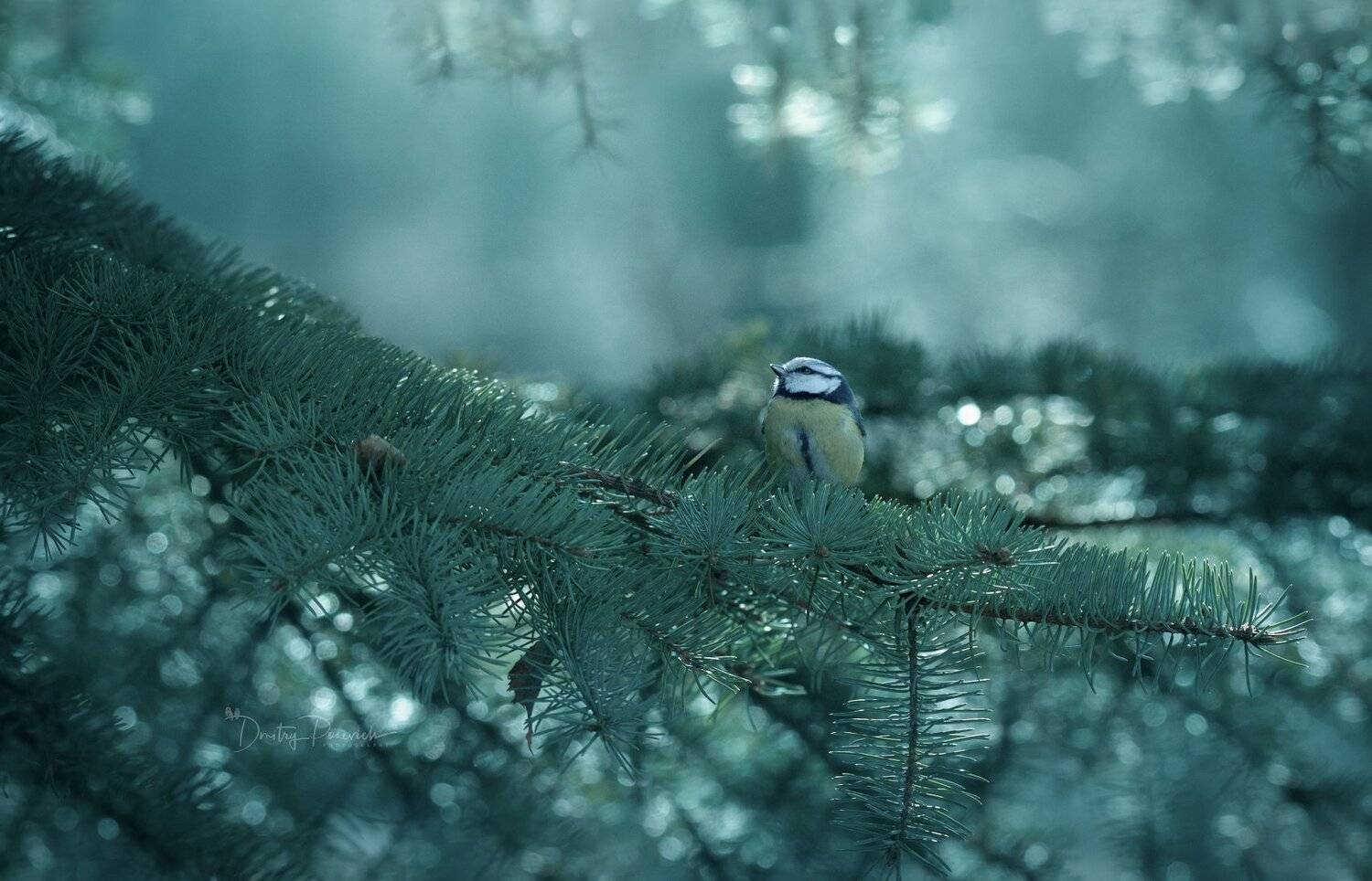 природа, лес, животные, птицы, Дмитрий Посевич