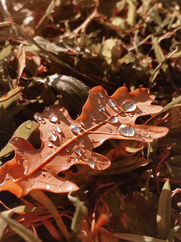 фотографалинция drops фото превью