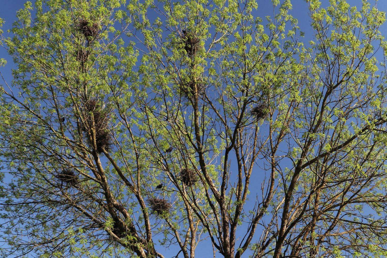 весна грачи, Александр Зорин