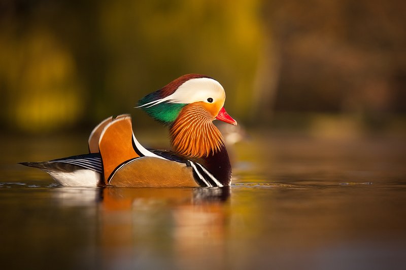 Mandarin duck фото превью