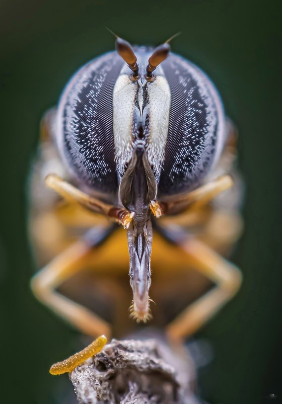 macro wildlife closeup insects spiders Portrait of hoverfly фото превью