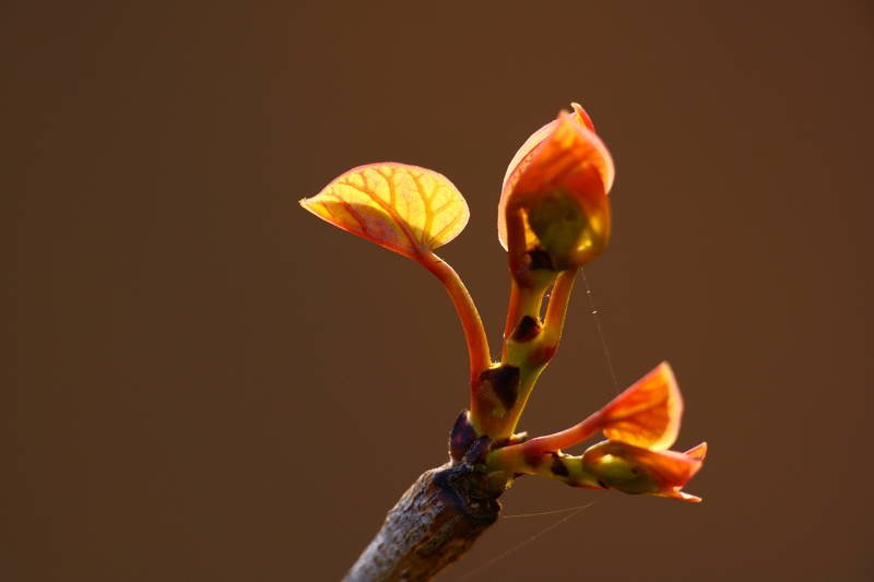south korea, seoul, spring, tree, bokeh, fantastic, beautiful, sprout, backlight, sunlight The new sprout фото превью