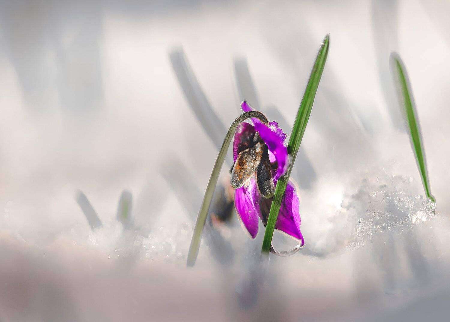 природа, макро, весна, цветы, фиалка, снег, Неля Рачкова