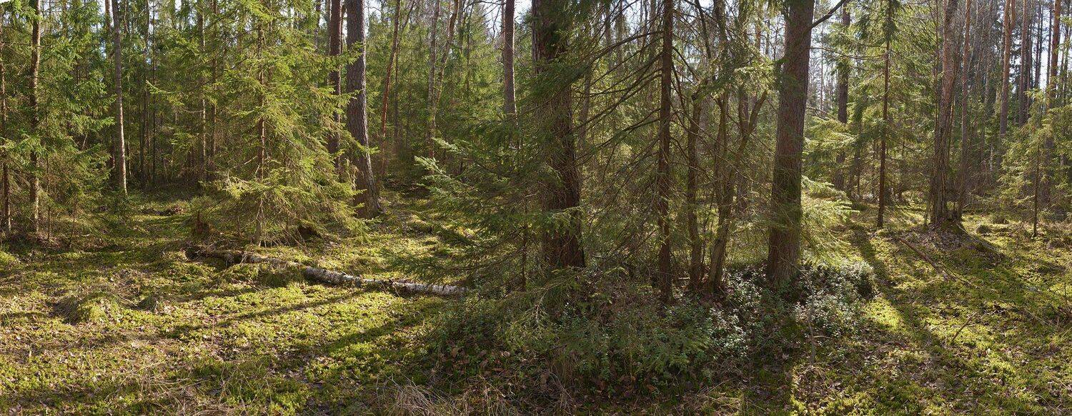 , Сергей Седов