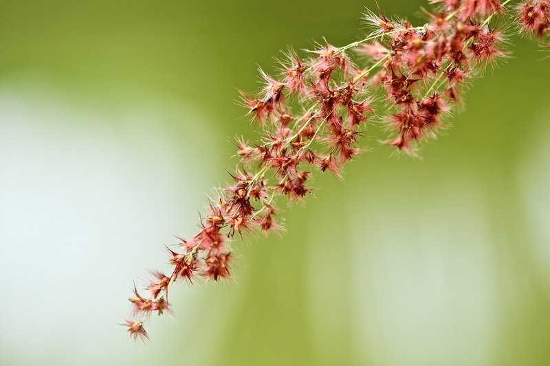 Red and Green фото превью
