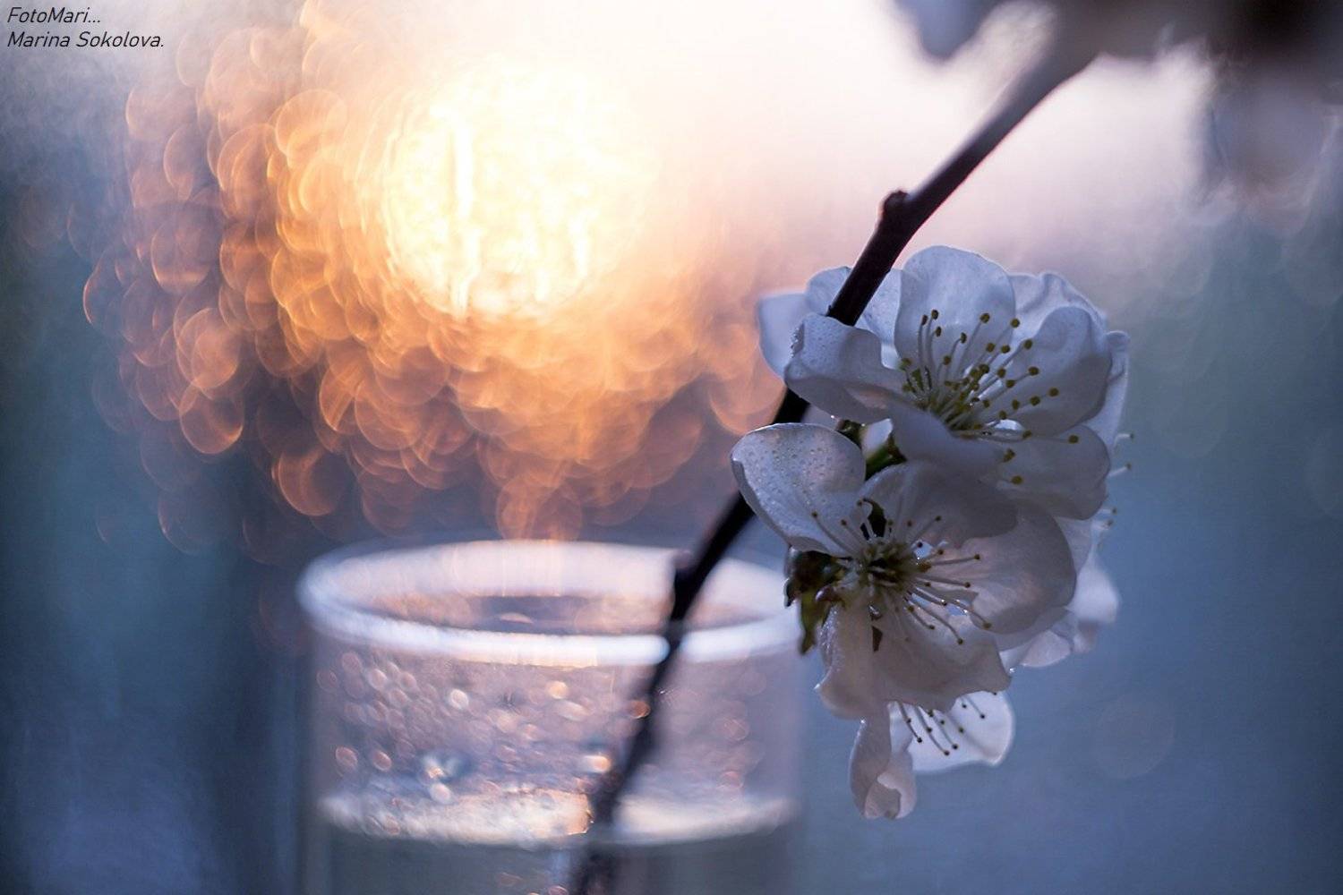 , Марина Соколова