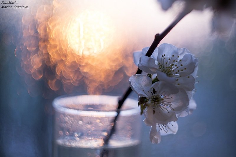 Весенний привет... фото превью