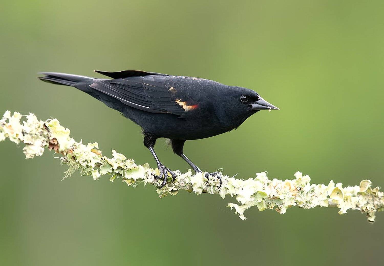 красноплечий чёрный трупиал, red-winged blackbird, трупиал, Elizabeth Etkind