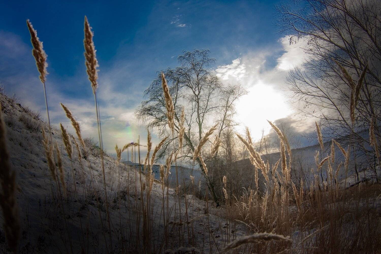 колосоки, петр чиков