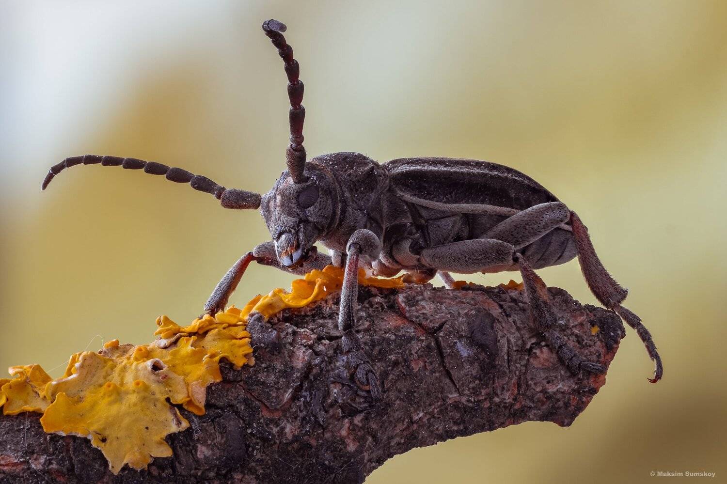 , Максим Сумской