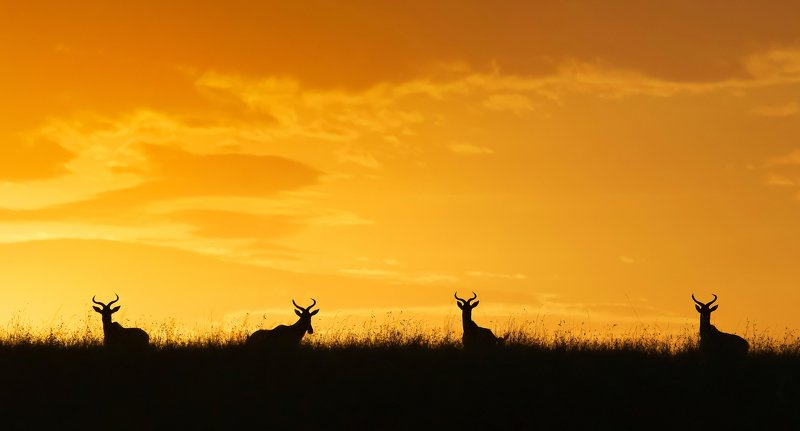 quartet фото превью