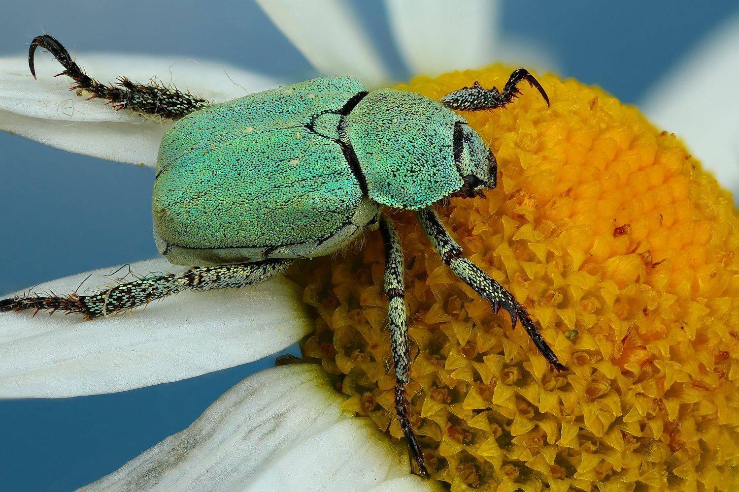 жук,макро,природа,усы,цвет,зеленый,растение,цветок, Андрей Шаповалов