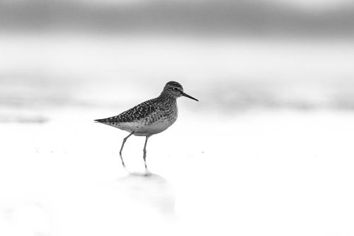 Утренняя фифи