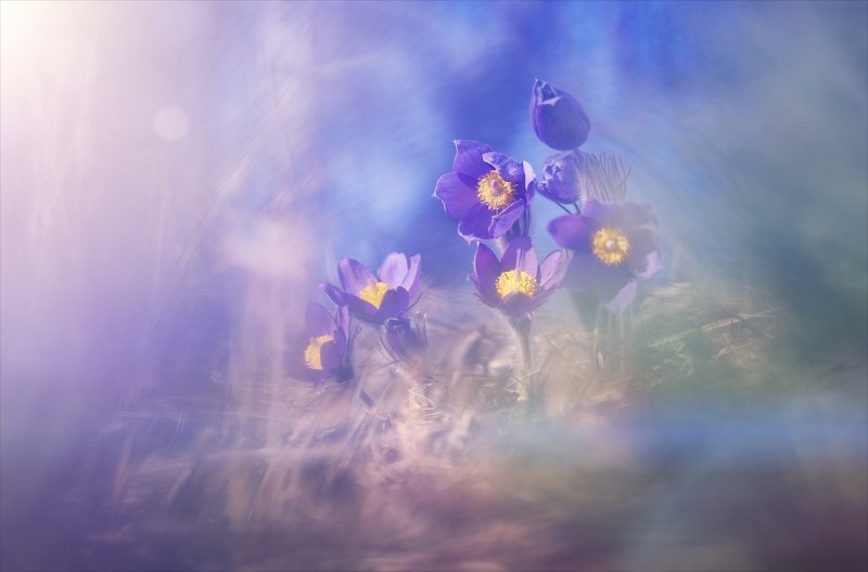 Весны волшебство. фото превью