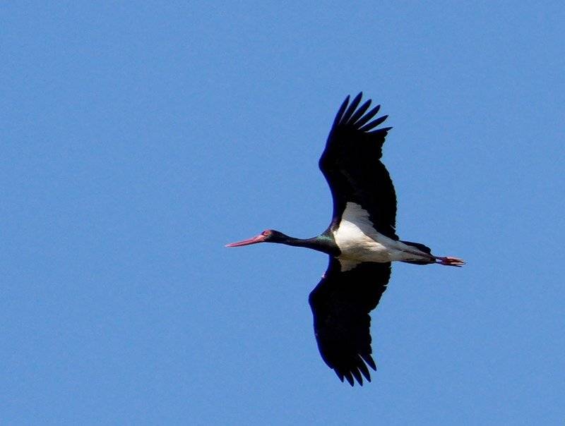 , Красимир Георгиев