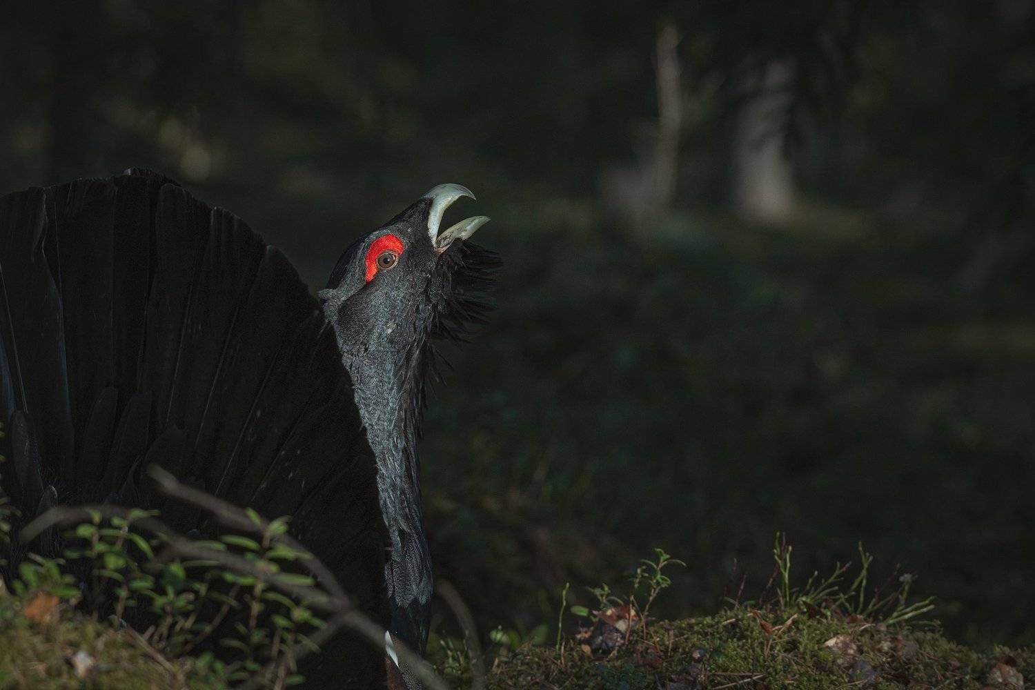 real wildlife, wildlife, nature, forest, wildlife photographer, capercaillie, bird photography, глухарь, tetrao urogallus, bird, nikon,, Aleksey Sharypin