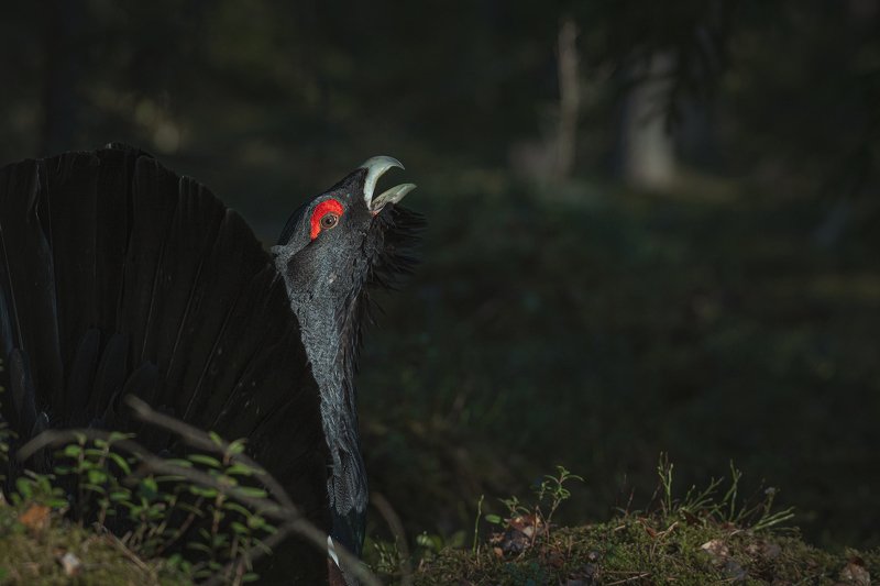 real wildlife, wildlife, nature, forest, wildlife photographer, capercaillie, bird photography, глухарь, tetrao urogallus, bird, nikon, “Come on , I will show you something” фото превью
