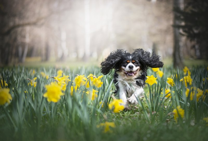 Цветoчки фото превью
