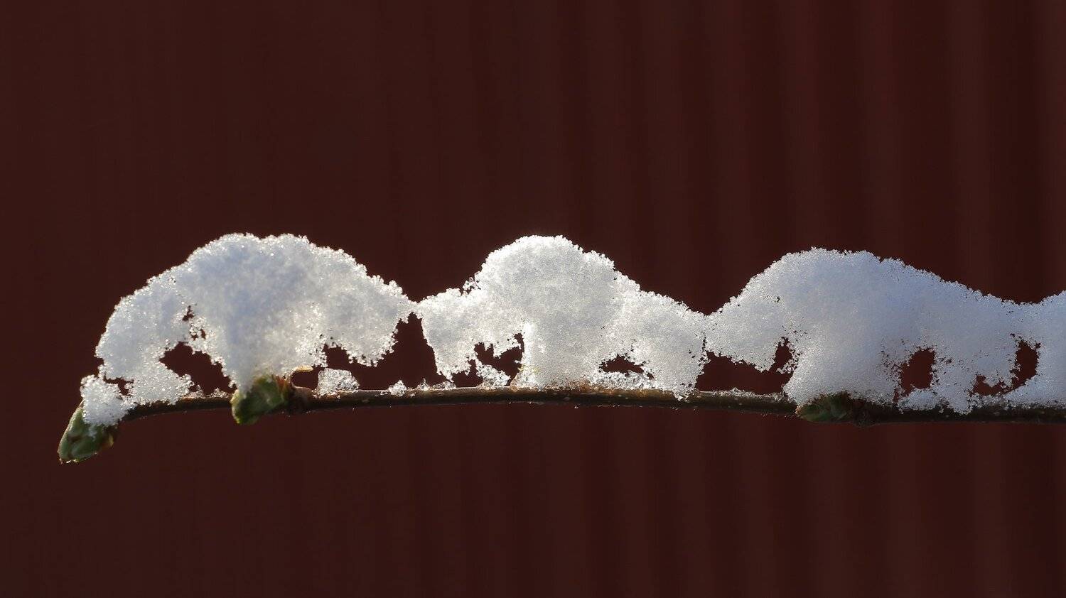 шаварёв, макро, природа, арт, фотография,, Александр Шаварёв