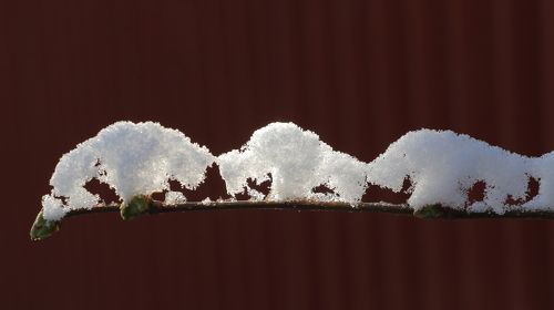 Белые бизоны.