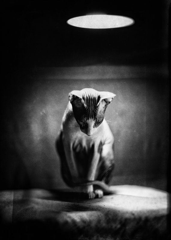 The Apotheosis of Quarantine фото превью