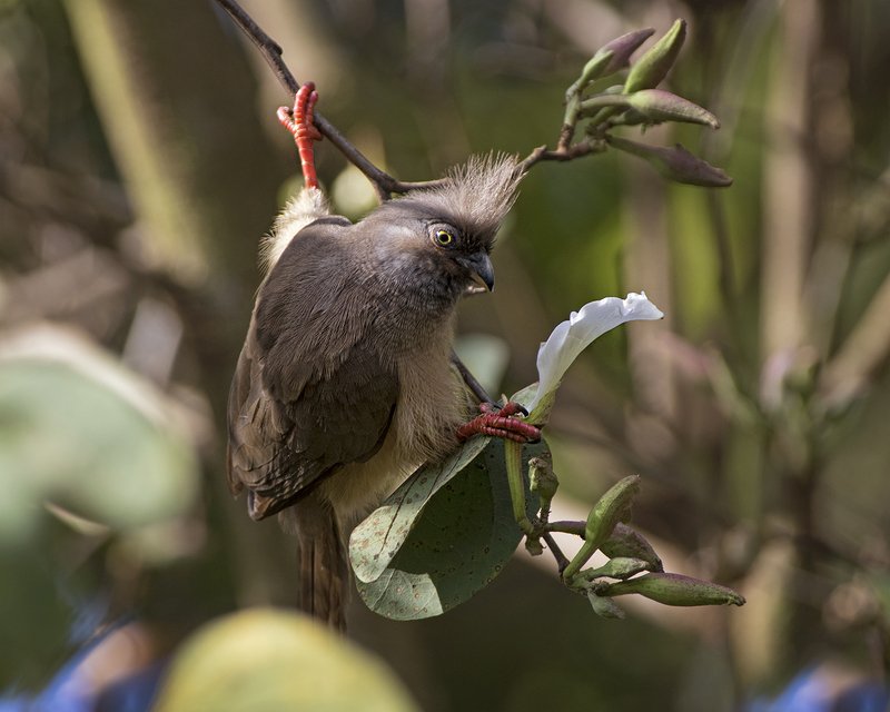 Пънки фото превью