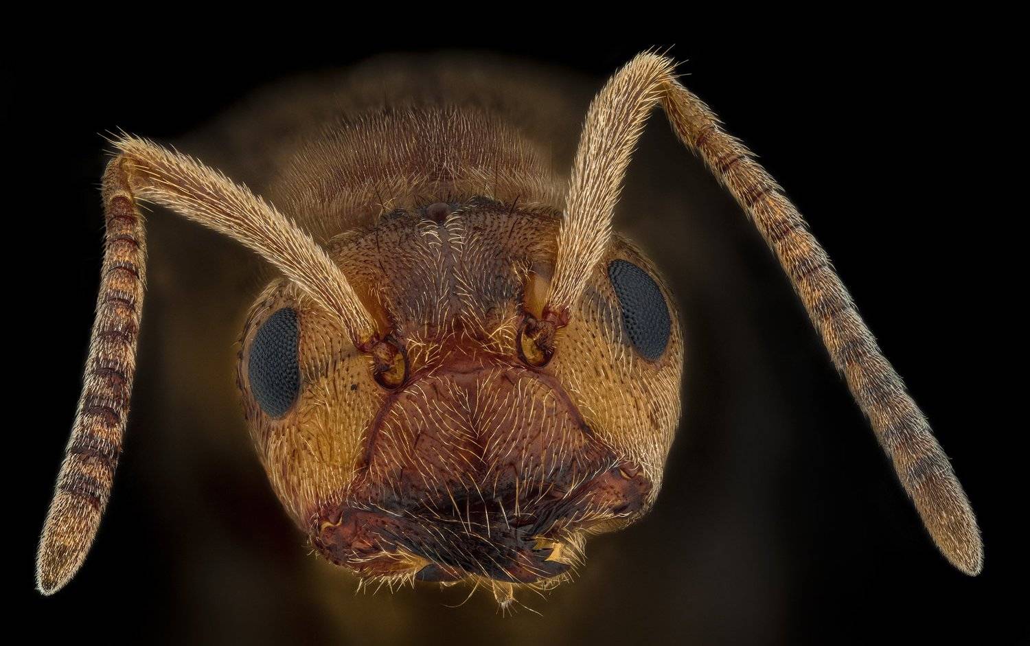 ceclii, macro, nikon d3400, semiplan, Tsvetan Ganev