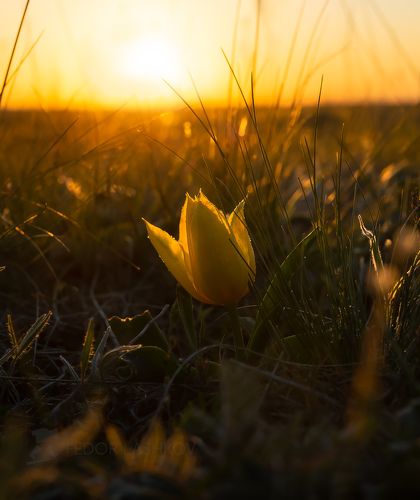 Тюльпаны в степи