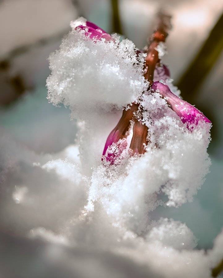 природа, макро, весна, цветы, гиацинт, снег, капризы погоды, Неля Рачкова