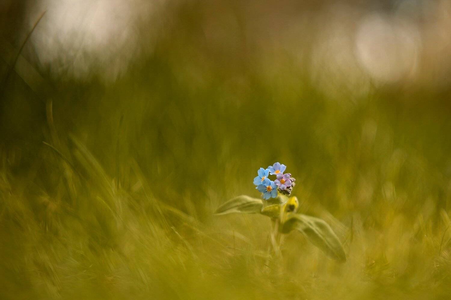 , Эдуард Колобошников