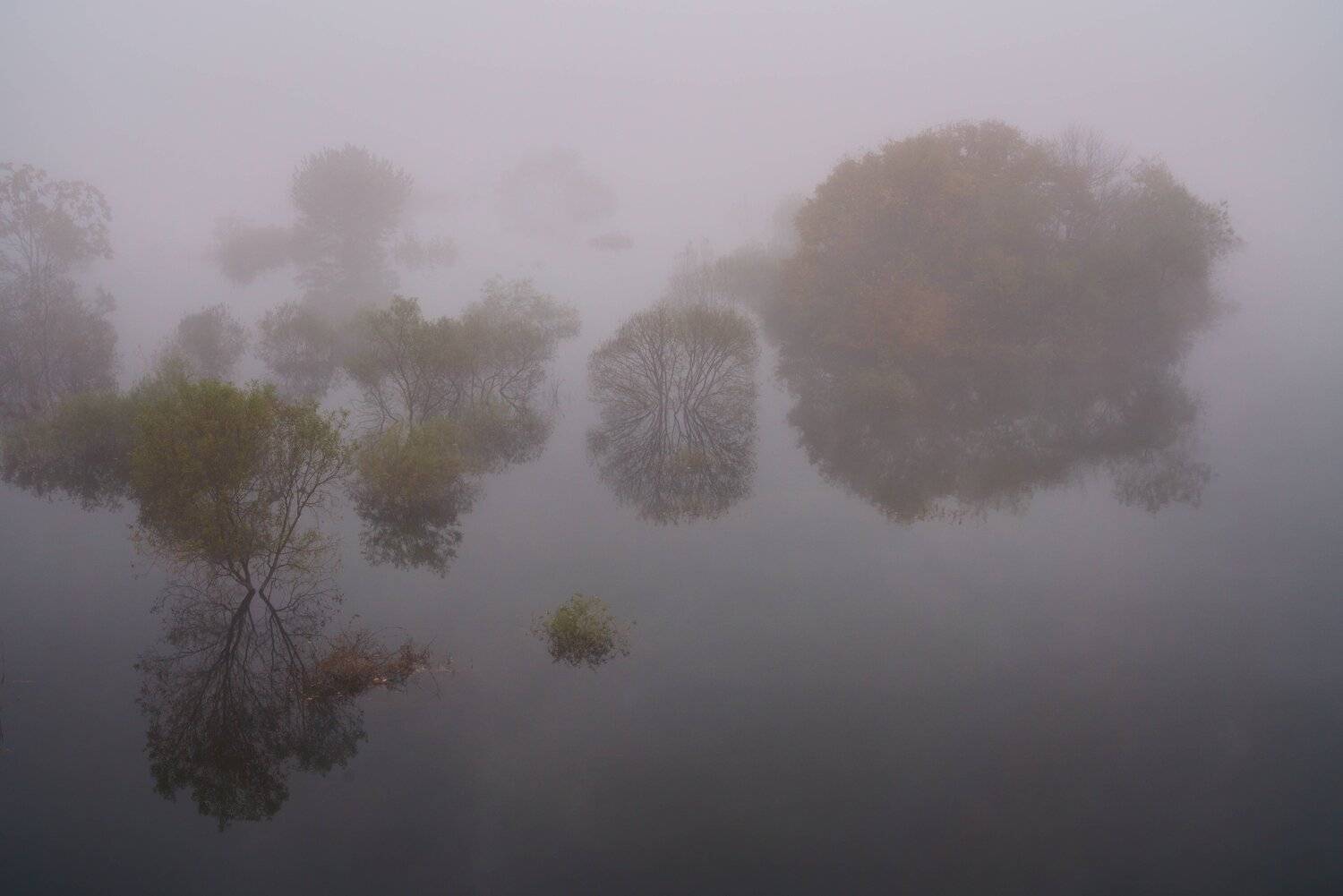 south korea, jeollabukdo, autumn, mroning, lake, fog, tree, fantastic, beautiful, Shin