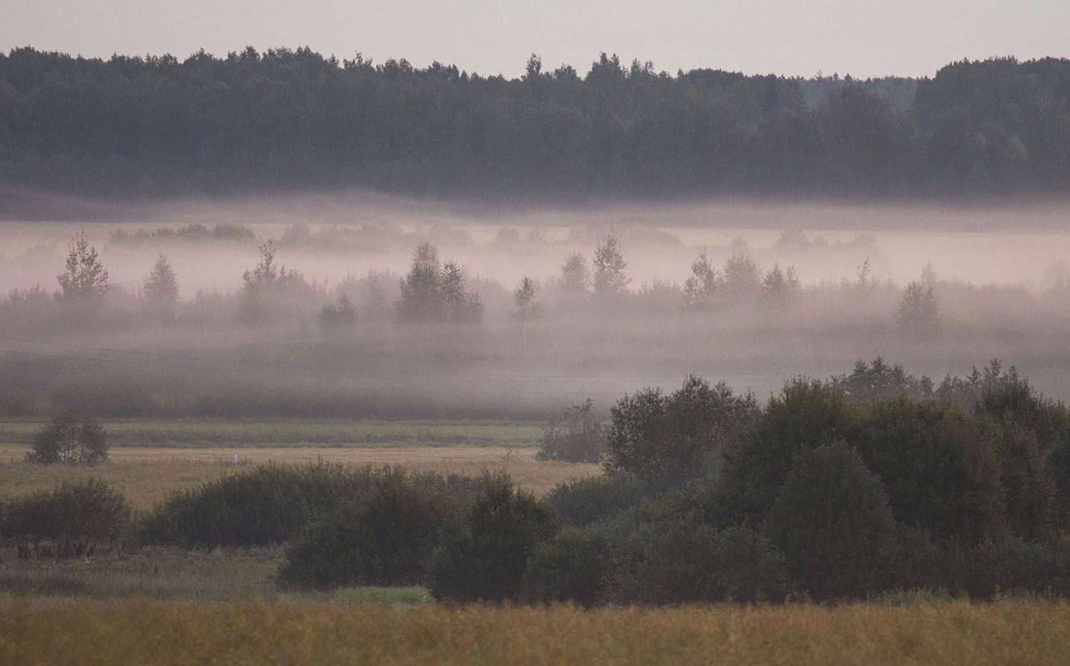рассвет,туман,утро,поле,лес,природа, landscape, nature,fog, sunrise, woodland, Юлия Стукалова