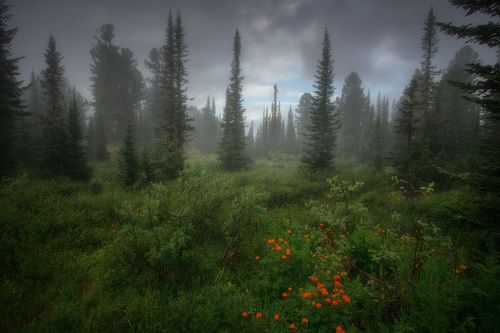 Июньским утром