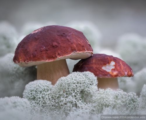 Тихая охота в Белом море...