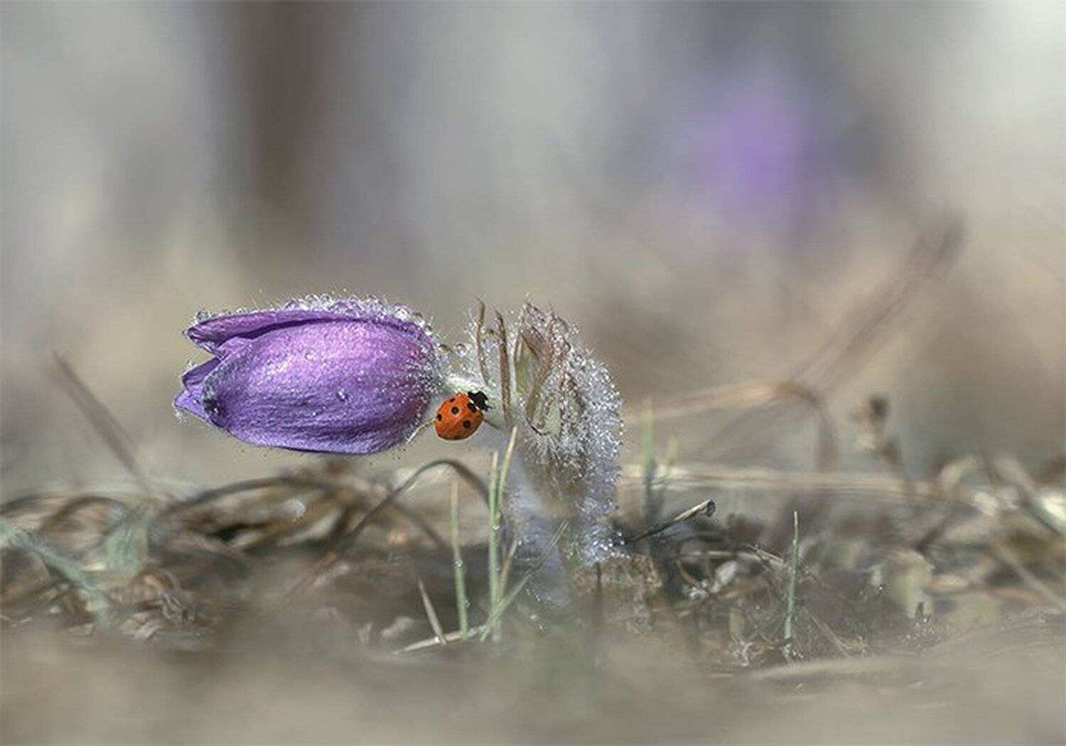 , Анатолий Зверев