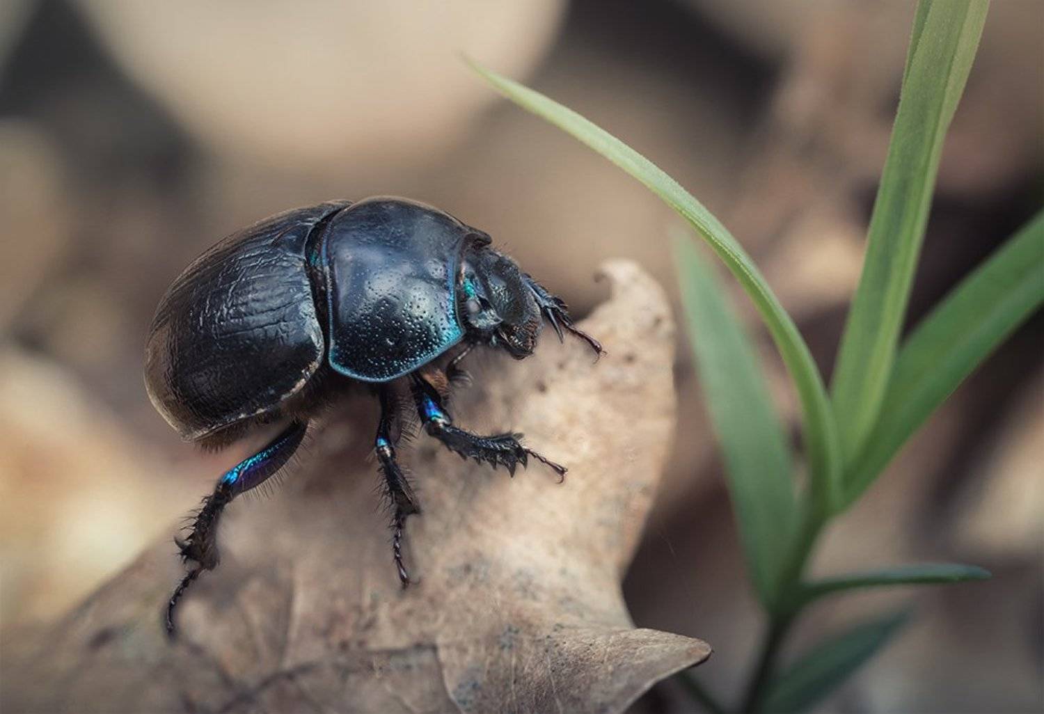 жук, листоед, макро, macro, beetle, Марина Хилько